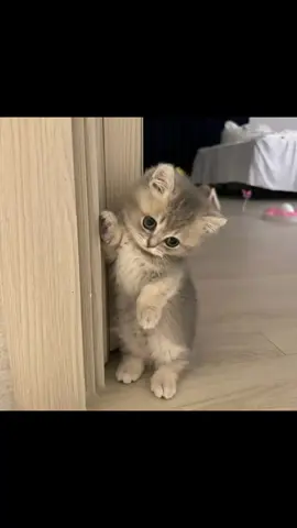 aniga iso raca guys qasriba ni gaynayaye😂💋💸#fvpシ♡ #foryoupyge😍 #somalitiktok🇸🇴 #jawibila🌊❤️🌴 #ChatGPt😭🌷🤴🏻 