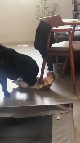 Try not to laugh when you watch 😂😂😂 #funny #dog #animals #funnyvideos #cat #haha #pet #funnypets #PetsOfTikTok #dogsoftiktok 