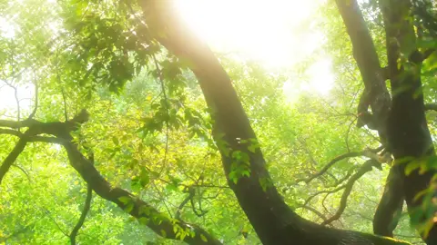 “Mùa hè không nói lời tạm biệt, chỉ lặng lẽ rút lui để lại dư âm của nắng, tiếng ve và những kỷ niệm chưa kịp nguôi.” #viral #chill #muaha #fyp #caycoi #habuon 