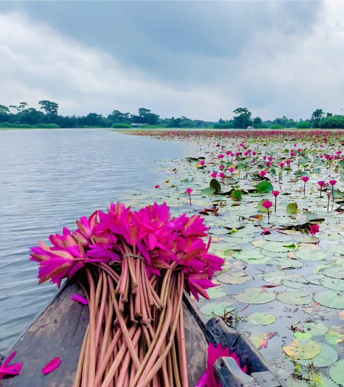 মন মাঝি খবরদার। 🌊🪷#1M #foryou #trending #vairal #foryoupage #vairal_video #tiktokbangladesh🇧🇩 
