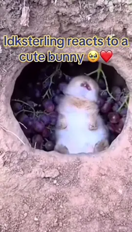 Such kind words 🥹#idksterling #idksterlingfn #meme #memes #Meme #Memes #Funny #humor #fyp #fypシ #fypシ゚viral #fypage #fyppppppppppppppppppppppp #fypp 