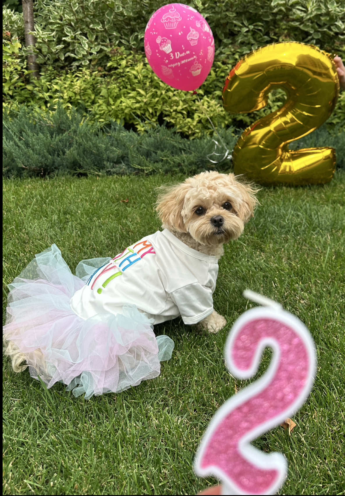 Happy birthday 🎂 #maltipoopuppy #maltipoocandy #candy #happybirthday 