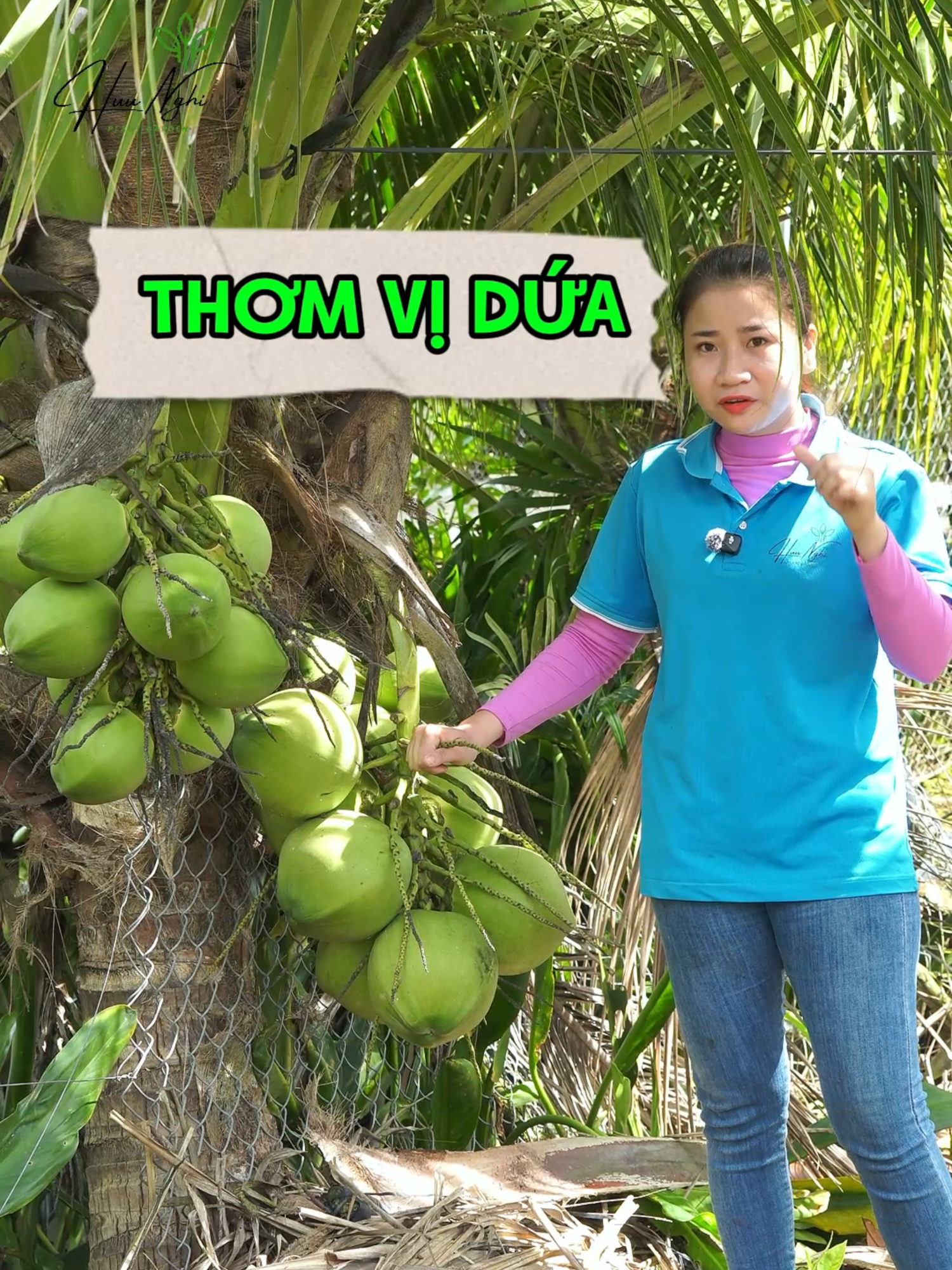 Dừa xiêm Dứa. #caygionghuunghi #xuhuong #dua #duaxiemdua