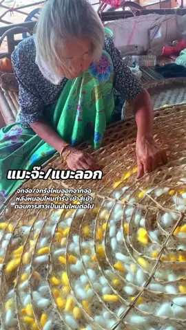 เลี้ยงหม่อนไหม#หม่อนไหม #หนอนไหม#ดะโกนเนียงละออๆ🐛🐛🐛🐛 #ผ้าไหมบุรีรัมย์ #ผ้าไหมสุรินทร์ #ผ้าไหมอำเภอกระสัง #อำเภอกระสัง #บุรีรัมย์ #อย่าปิดการมองเห็น #ดันขึ้นฟีดที 