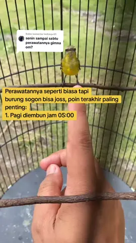 Membalas @indraspr01 Semoga membantu om, ini kebiasaan saya #sogon #sogoner #sogonmania #sogonmaniaindonesia #kicaumaniaindonesia 