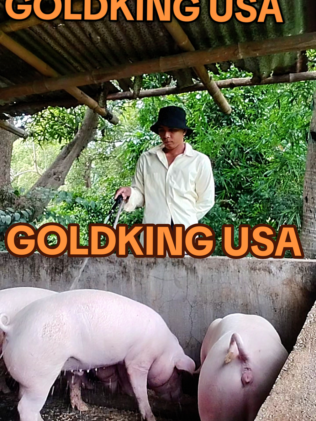 GOLDKING USA RAPID WEIGHT GAIN  para sa malusog at maganang kumain n mga alaga👌👌👌 #goldking #weightgain #farming  #poultry #livestock 
