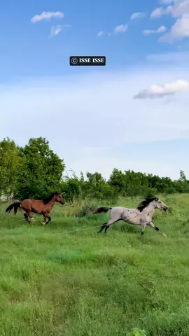 Kala sheeg midabadaas Labada Faras #punlandar___🇸🇱 #somali #somalia #somalitiktok #nugal #isseisse #idaajaa #dhaqansoomaali #geel #cupcut #tiktokviral #viral_video #fpy #gabay #fyp #fyp #fouryou #miyi #baadiye #explore #faras 