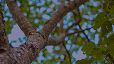 Tjis song is soo.... good that it only felt good to post it twice  @PAPAKIGS  #bwananimchungajiwangu #terapella #trp #acapella #trpcover #acapellacover #fyp #foryoupage #kenyantiktok🇰🇪 