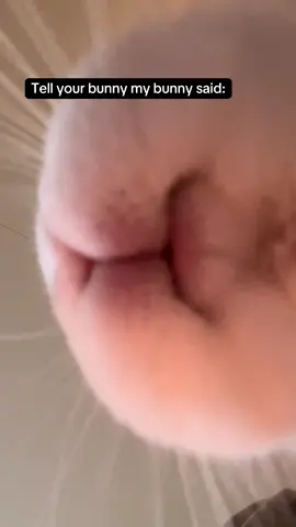 🐰 #bunnyasmr #bunny #fyp #bunnyactivities #bunniesoftiktok #bunnytok #bunnylove #bunniesoftheworld #animalsoftiktok #rabbit_🐰💓 #bunnyeating 