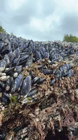 Mussels