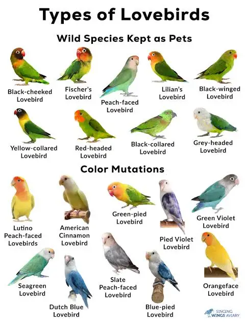 #explor #philippine #fyp #bird #fyp #animals #africanbird #cockatiel #macaw #parrotslover #conure #parakeetlove #