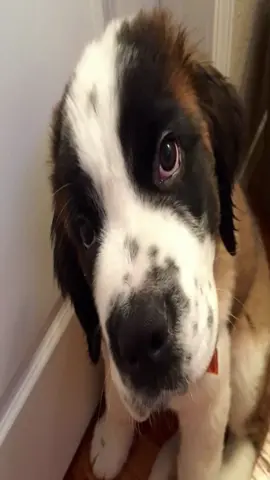 #saintbernard #saintbernards #puppy #puppies 