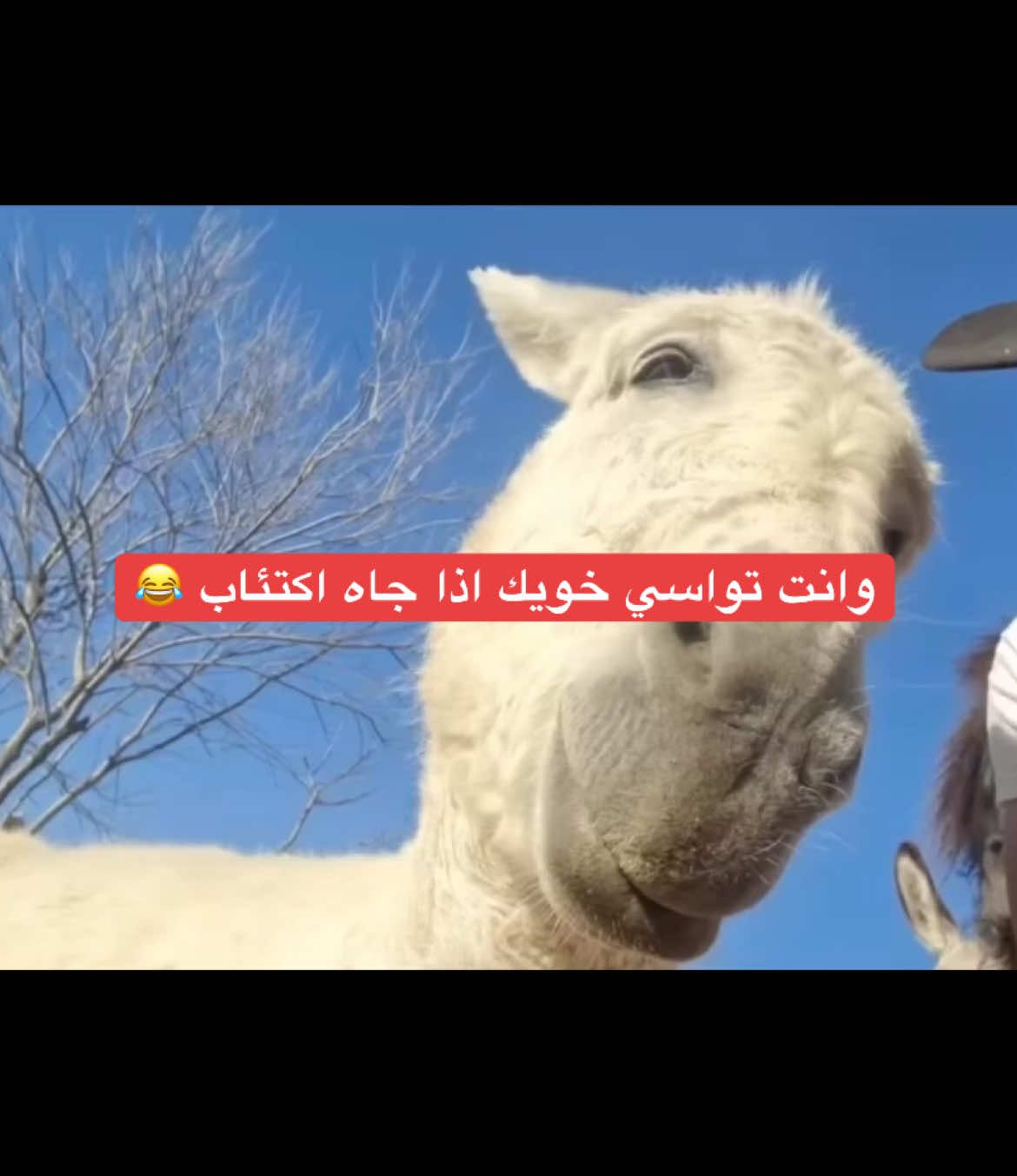 #الشعب_الصيني_ماله_حل😂😂 #الشعب_الصيني_ماله_حل #الشعب_الصيني_ماله_حل😂✌️ #😂#حمار#خويك #اكتاب🎼 #وسيم #وسامة #السعودية #الرياض #جدة #البحرين #الكويت #قطر 