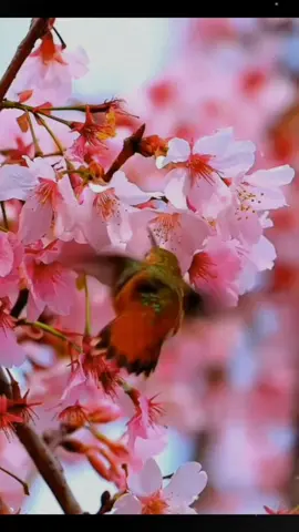 Ai que saudade d'oce. #music #nature #Love #video #fyp 