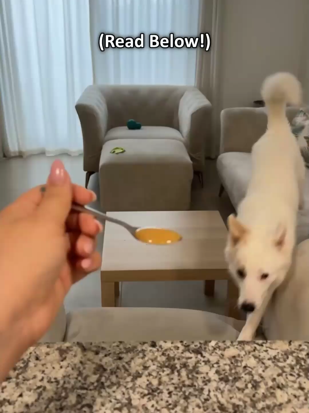 Você sabia que uma simples colher de chá de mel pode transformar a saúde do seu cachorro #alimentacaocanina #cachorro #amorverdadeiro