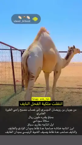 ‎#سناب_بالبايو #الهجن #fyp #اكسبلورexplore #explore #تصويري #اكسبلور #نجران #هجن_الرياسة #هجن_العاصفه #هجن_السكانية #تصميمي #snb_hjn #الامارات #قطر #السيح #الرياض #الطايف #تبوك #السعودية #البدوع #الوجه #املج #الشرقيه #النعيرية #وادي_الدواسر #رأح #الجنادرية #ميدان_الهجن_الجنادرية #الرياض 