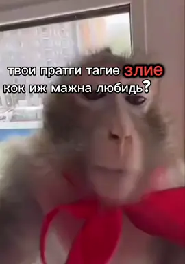 #монки #манки #братки #fyp #on 