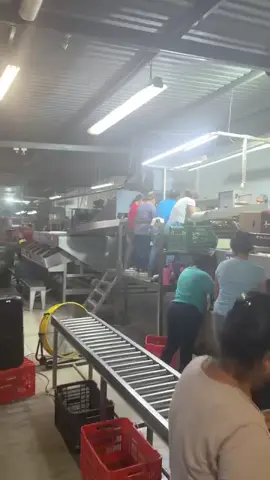 Gran oportunidad de empleo en Estados Unidos  se esta contratando personal hombres y mujeres mayores de 18 años  a 45 años por medio de una visa de trabajo temporal tramita  tu visa de trabajo temporal H2A o H2B  y forma parte de nuestro  equipo de trabajo ya que contamos con plazas disponibles en diferentes áreas de trabajo como  Construcción  Corte y empacado de frutas  Carpintería  Ganadería  Oteleria  limpieza  Restaurante  Niñeras  Recolección de verduras  Operadores de maquinas  entre otras plazas disponibles  🇺🇲🇺🇲🇺🇲🇺🇲 Para mayor informacion comunicarse al número de WhatsApp +502)53846359 #visa#temporal 