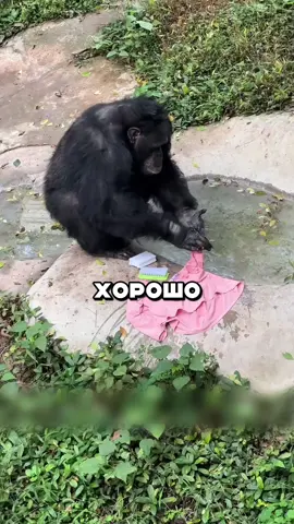Трудолюбивый шимпанзе 😊