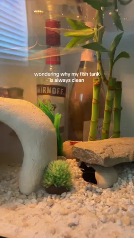 #shrimptok #aquarium #fyp #fyppppppppppppppppppppppp #fish #fishtank #cleaning 