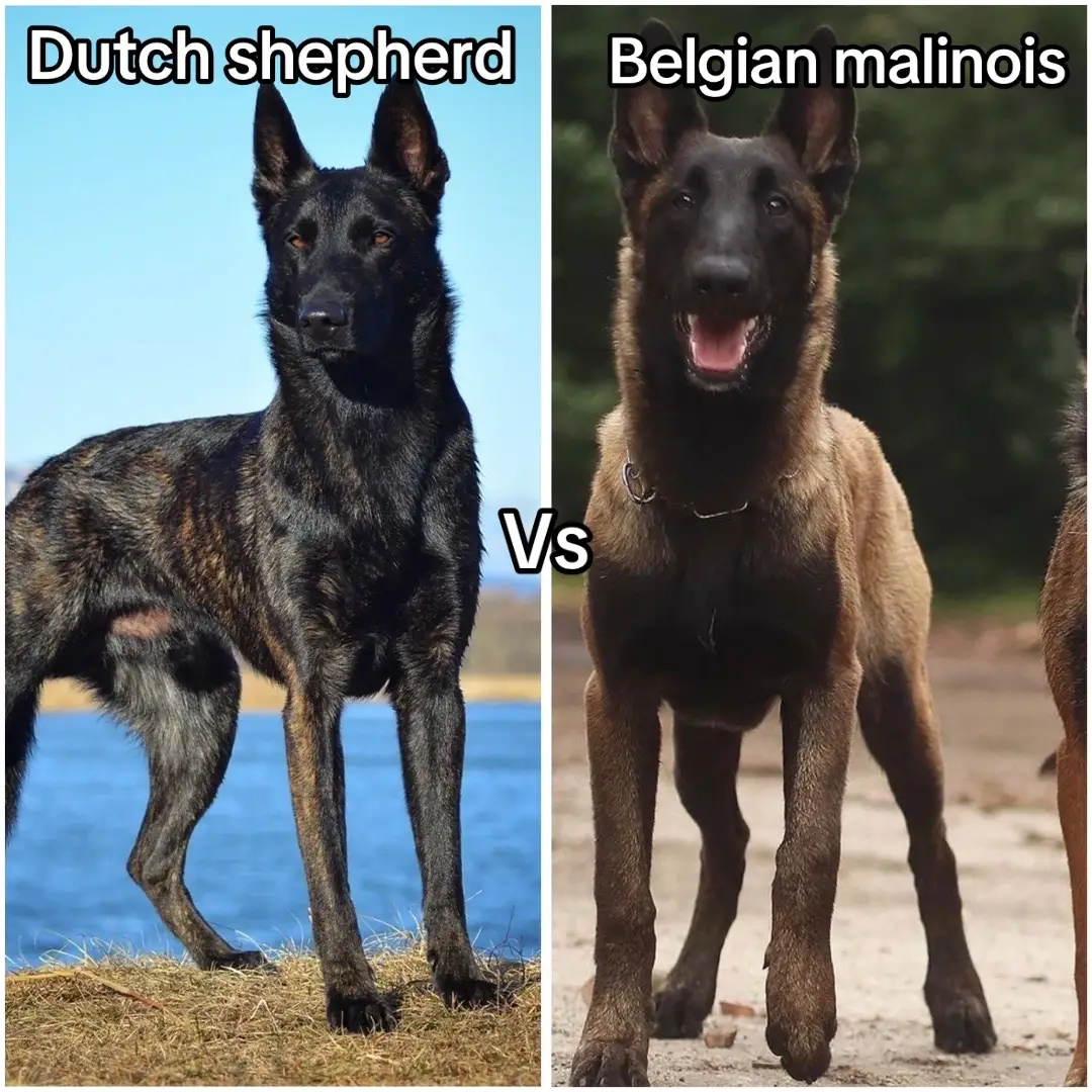 The mal on the last slide belongs to @Jillian Nicole 𝜗𝜚 !!  . I prefer Dutch shepherds much more, but I’m sure the mal community will have a panic 😂  . . . #malinois #dutchshepherd #fyp #dogcommunity #facts 