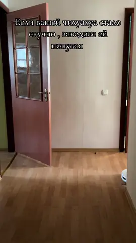 #чихуахуа#попугай#друзья