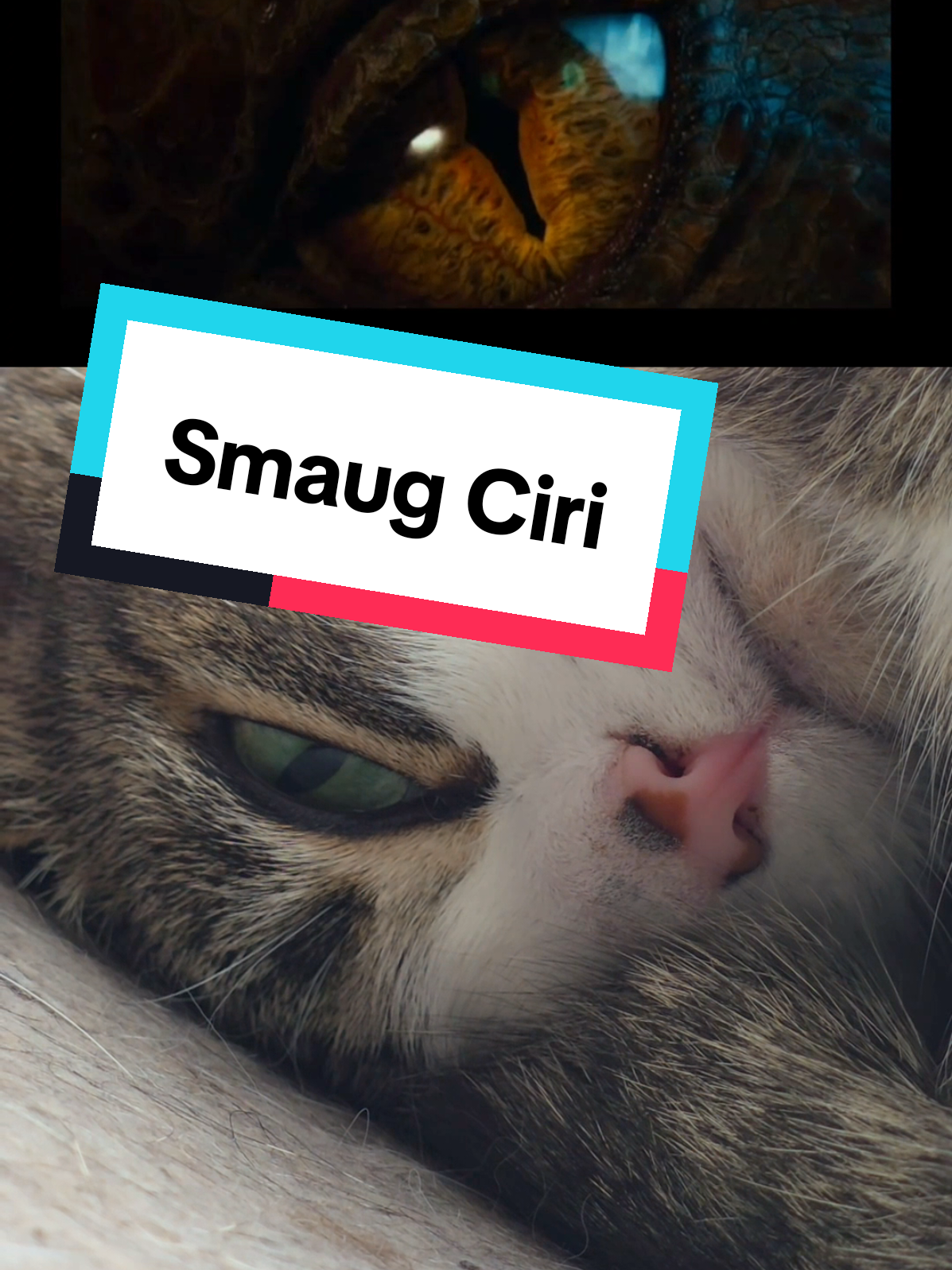 #smaug #ciri #hobbit #cat #funny 
