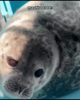 mashirooo!! #seal #fyp #seals #viral #tokkari #mashiro