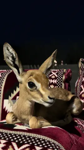 🦌🤩#fyp #foryou #explore #شعب_الصيني_ماله_حل😂😂 #متابعة #غزال 