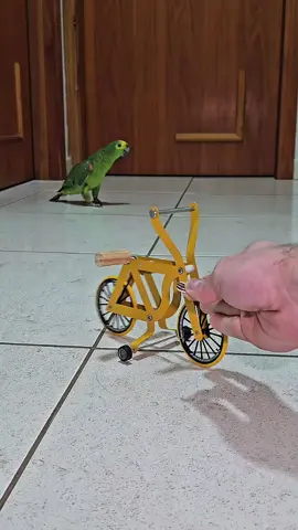 Meu papagaio Ciclista #animais #animalsoftiktok #papagaio #parrot #pets #birds #bicycle #bicycles #bicyclechallenge #cyclist #cycling #cyclinglife #bicicleta 