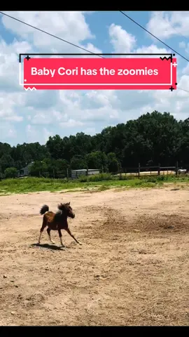 Baby Cori has the zoomies 😍 #fyp #horse #foalsoftiktok ##cute #foryoupage 