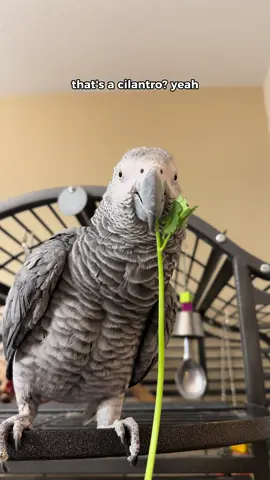 My African grey said ‘Cilant-NO’! #funnyparrot #talkingparrot #parrot 