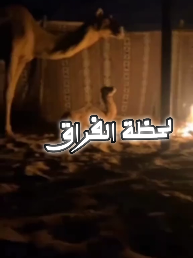 #متابعه #لايك  لحظة الفراق ولما تبدّتْ للرحيلِ جِمالنا وجَدّ بنا سيرٌ وثارت مواجعُ 🎙️ فيصل الشهراني  #شعر #آداب #قصائد #بودكاست #اسمار #اقتياس #اكسبلور_explore #بدون_موسيقى #فيصل_الشهراني #فولو #لايك #ترند #خواطر #fypシ #fyp #ترند #explore 