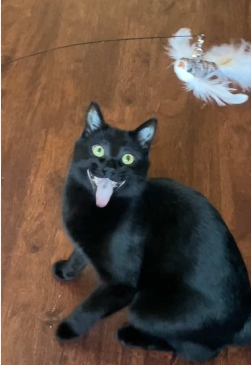 sweet, happy brother kitties taking turns with their new toy #cats #cattoy #rescuekitties 