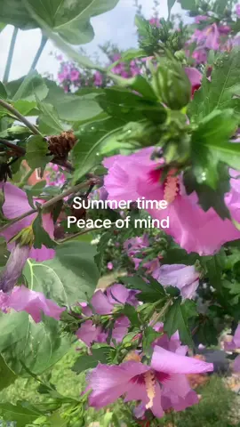 #flowers🌼🍁🌸 #lovetogrow👌😊 #garenbloosm#nepaliincanada🇨🇦🇳🇵 