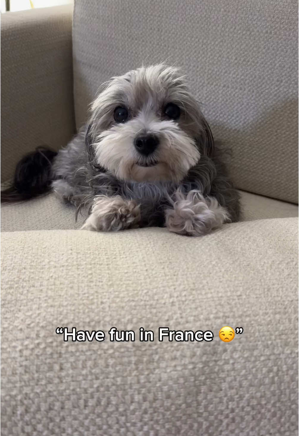 Because he loves to explore too 🫶 A non-exhaustive compilation of some of our favorites from our time in France 🇫🇷 there will be more to come so please follow along 🥹❤️ Which snip of Hershey in France is your favorite? 🥰 #dogfriendlytravel #dogfriendlyholidays #bringyourdog 