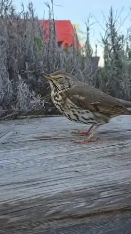 في احلى من هل غفوه 😍🔥😍 #foryou #fyp #viral #hunting #wildlife #nature #birdsoftiktok #animals #asmr #forest#birdcall #birdsounds #relaxing #naturevibes #soundsoftiktok #forestambience #calm #صيد #الصيد_البري #صيد_الطيور #الصياد #عصافير #أصوات_العصافير #لبنان #الخليج #بر #الطبيعة