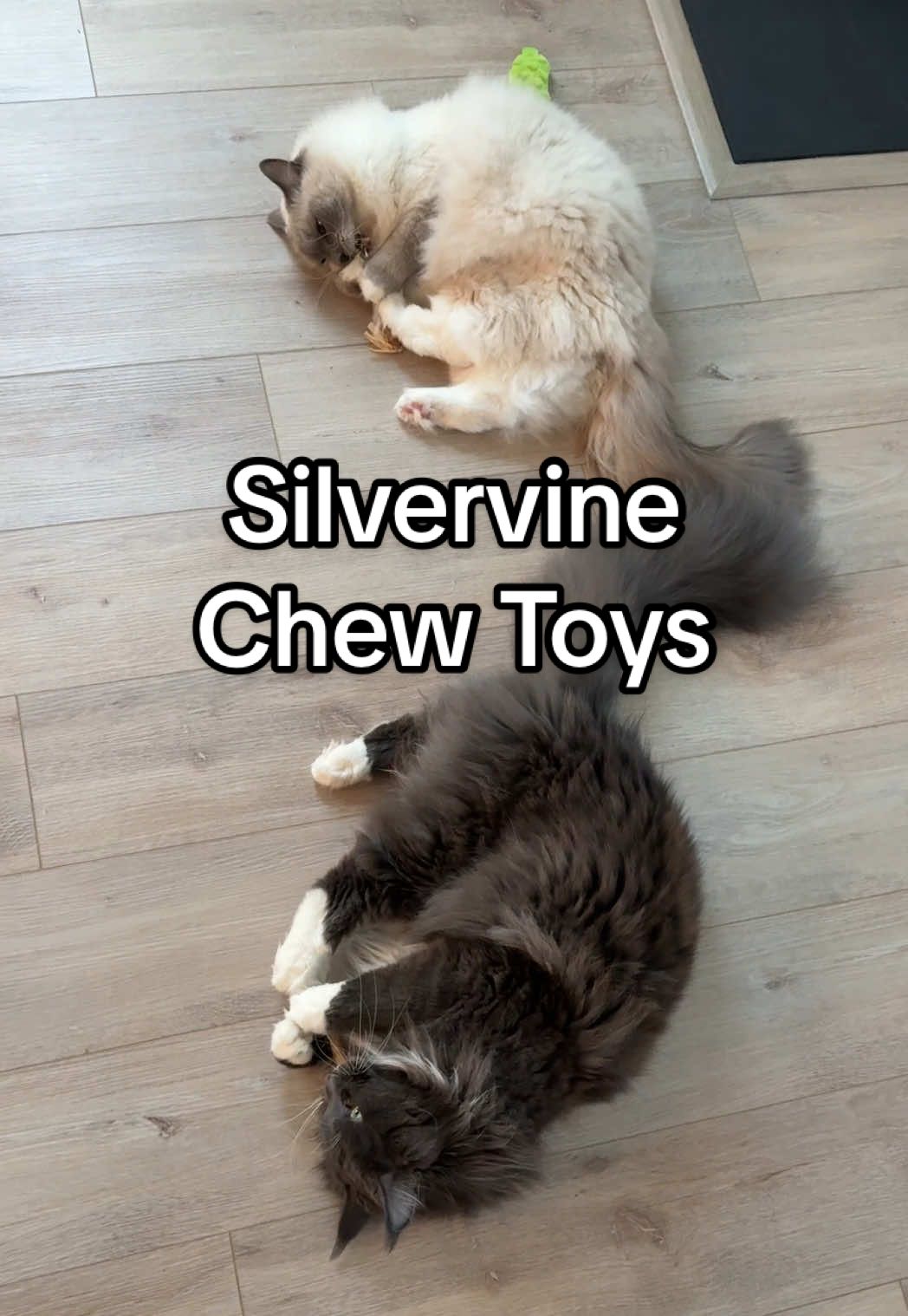 If your cats haven’t tried silvervine they’re missing out 😮‍💨 #cats #cattoy #silvervine #catenrichment #catsoftiktok #funnycats 