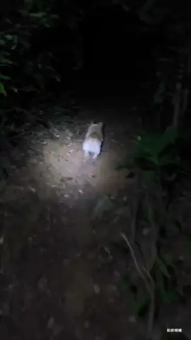 #midnight #dogsoftiktok #viraltiktok 