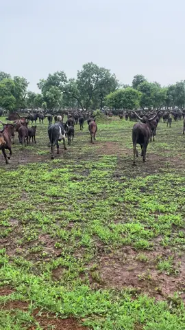 Falata migration. South Sudan 