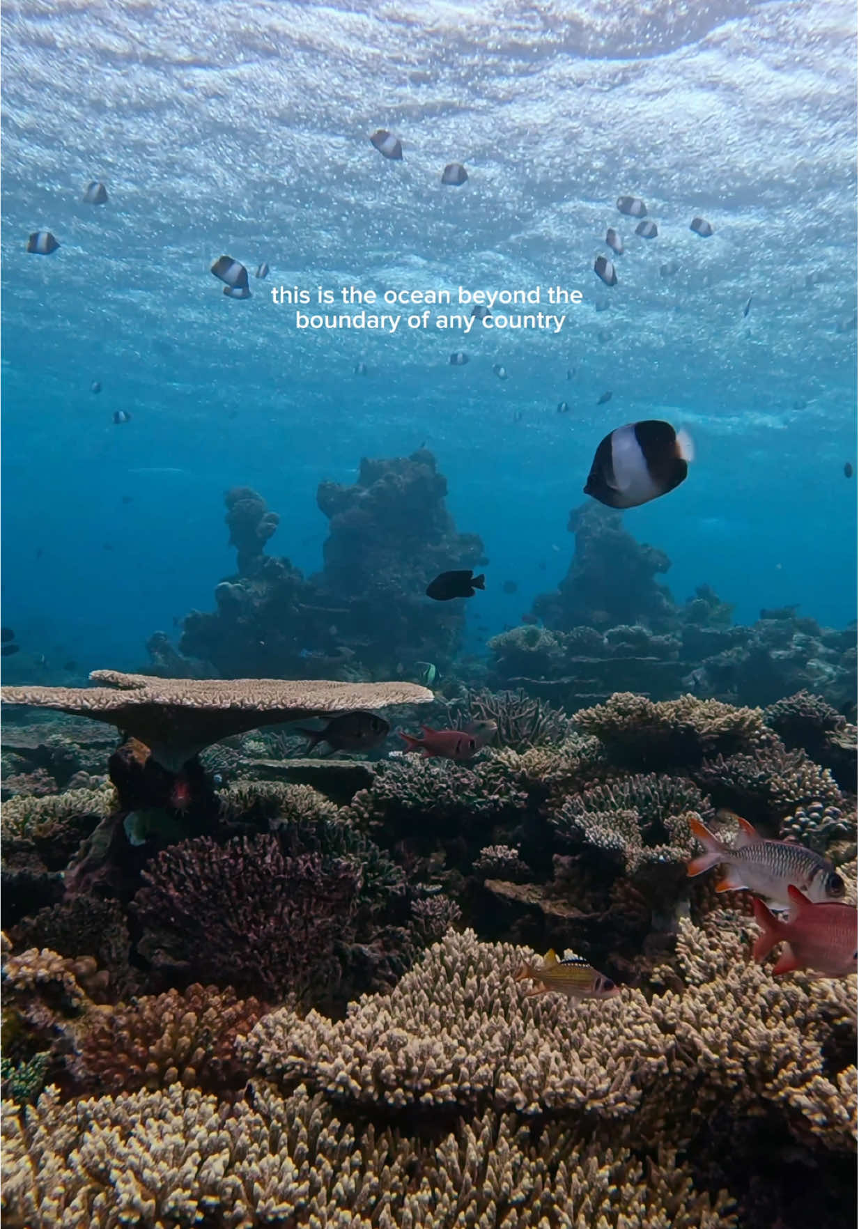 Feeling so grateful to have experienced every single one of these moments 🥺✨@GoPro @Cressi 1946 #ocean #davidattenborough #oceanlife #coralreef #sharks #freediving #scubadiving #diving #marineconservation #marinelife 