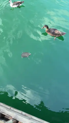 Tortuga 🐢 ft. Patitos 🦆🦆 ft. @Armando Julián ft. @Talya Sindel 