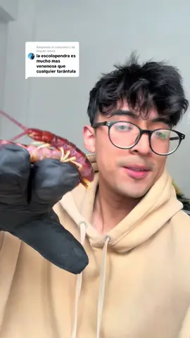 Respuesta a @miguel ramos La picadura de la Scolopendra no es de importancia médica, sin embargo no es nada agradable recibir una. Respetó siempre y prudencia #scolopendragigantea #scolopendra #artropodos #pets #bichos #centipede #chilopodos