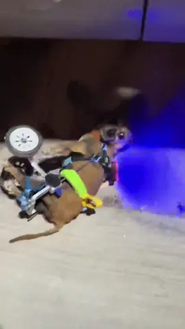 Totopo RollOver😂 #fail #wheelchairdog #dog  #crash#notingbeatsajettoyourholiday 