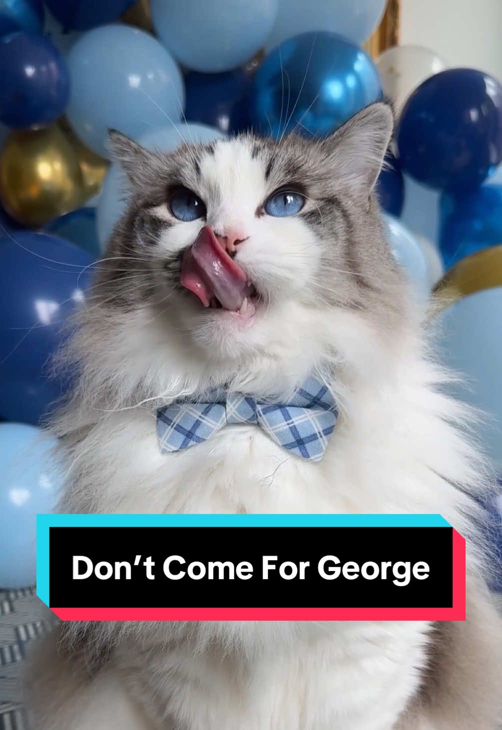 George says don’t even TRY to come for him… Jokes aside, Sir George is a totally healthy cat. Just a very fluffy Ragdoll with seasonal coat changes! (But for the record, he IS and will ALWAYS BE a baby) #ragdoll #sirgeorge #fluffycat
