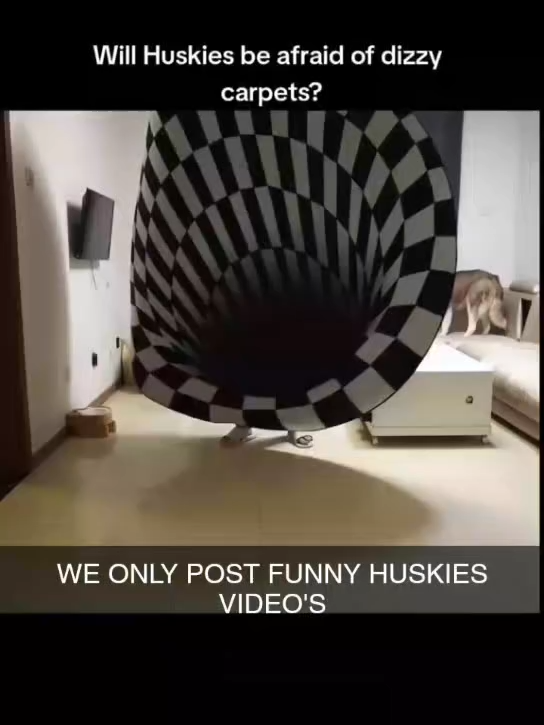 #funnyvideos😂 #смешноевидео #fannyvideo #funnydogsvideo