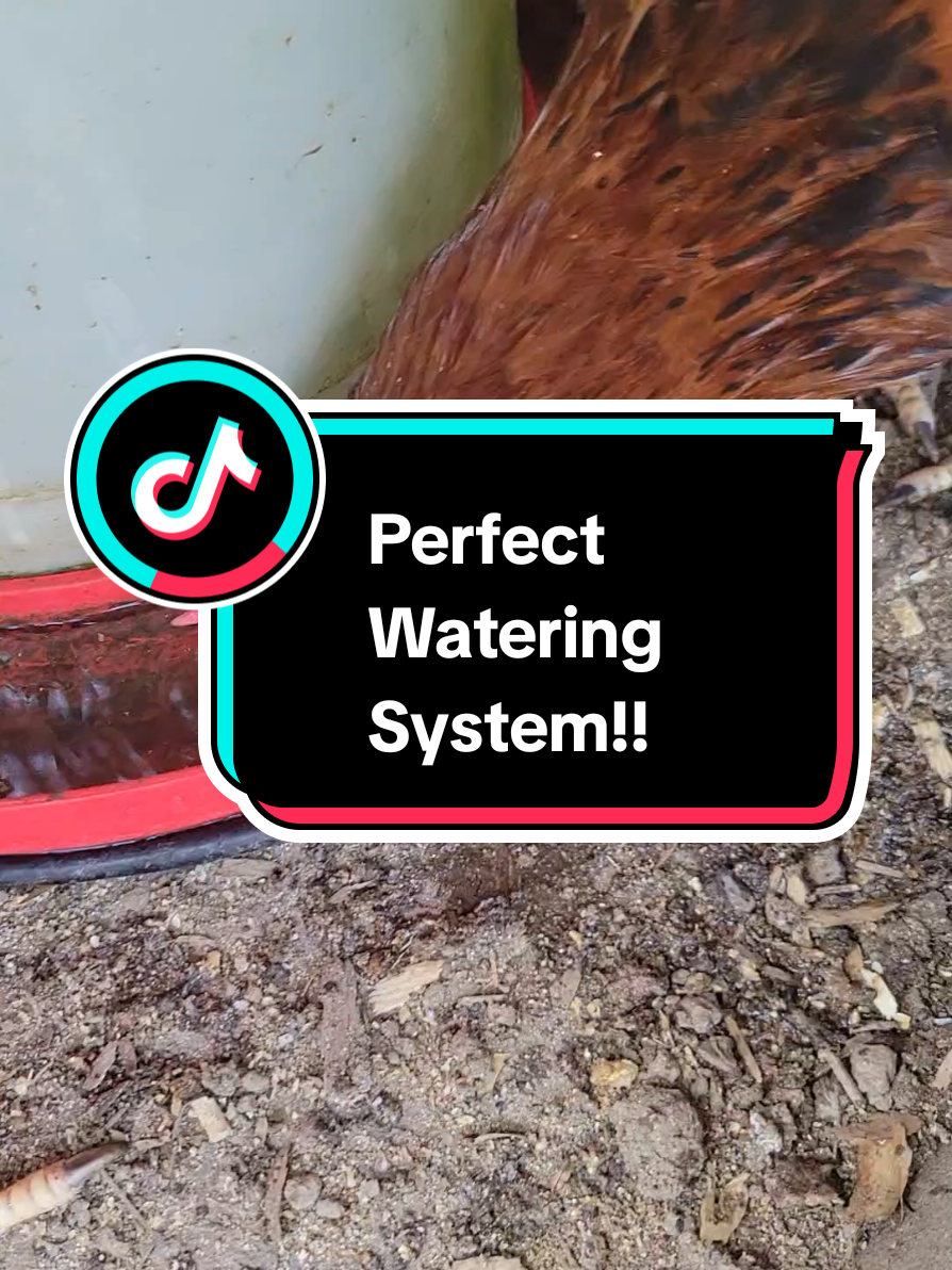 No More Dirty Water!! #diychickenwaterer #backyardchickens #chicken #chickenlover #farmlife #poultry #musthave #save #poultryfarming #chickensoftiktok #ducks #chicks #ducksoftiktok #fyp #tiktokshop 