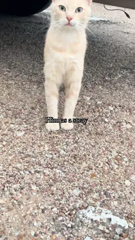 Melon is now mine ❣️#stray #catslife #cat #forever #happy 