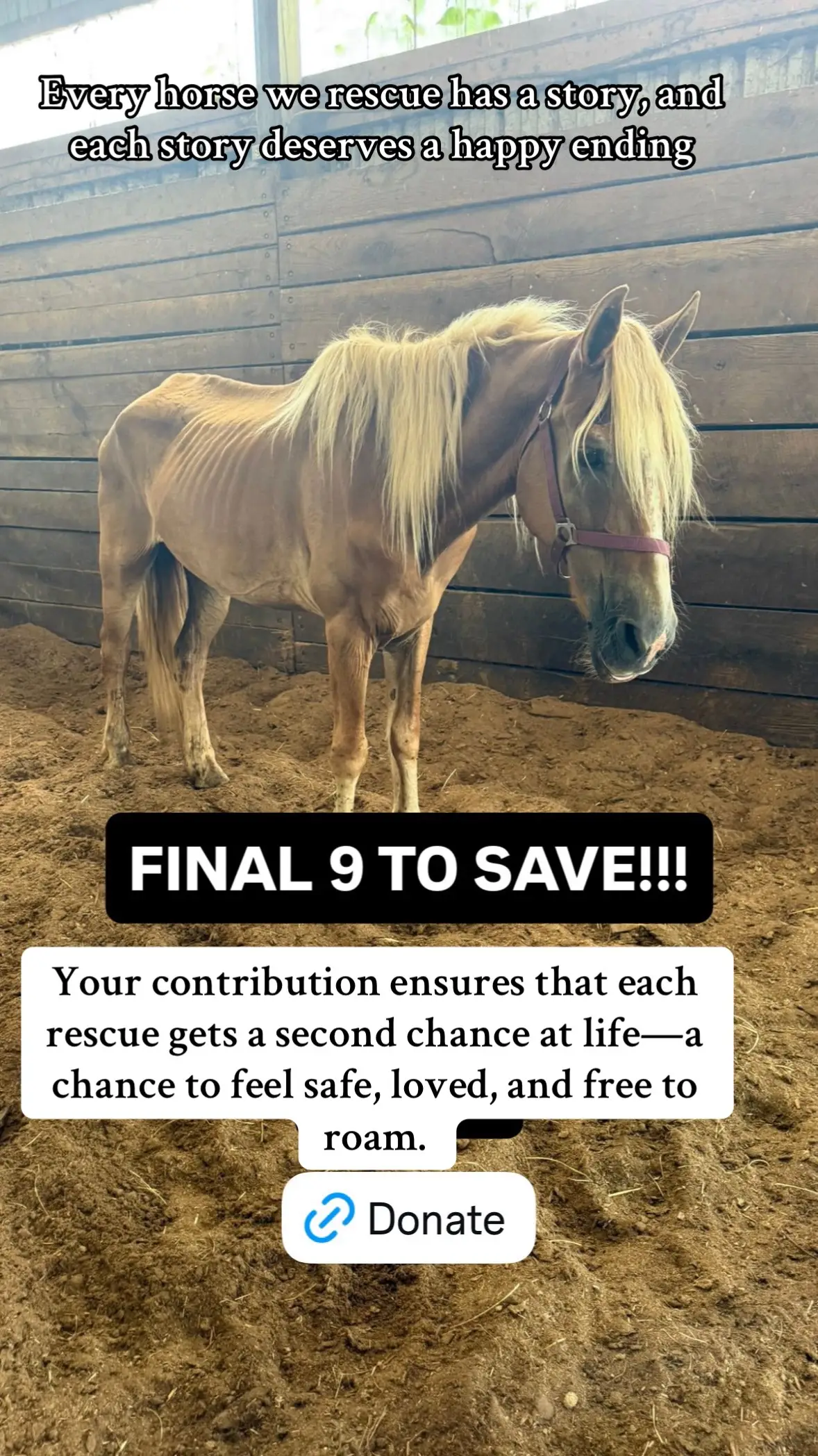 Your contribution ensures that each rescue gets a second chance at life—a chance to feel safe, loved, and free to roam.#fyp #goingviral #foal #sanctuary #horse #SaveHorsesFromSlaughter #horses #viralvideo #equinerescue #HorseRescue #viralvideo 