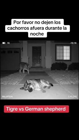 #tigreyperro #dedomedio #aihumor #GeminiAI #dobleproblema #fyp #viral2025 #4you